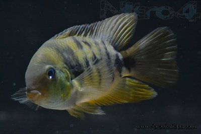 DSC_0655.jpg